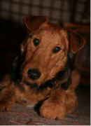 dog