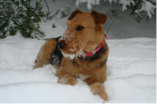 german_dog